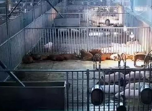 北京养猪场污水处理技术